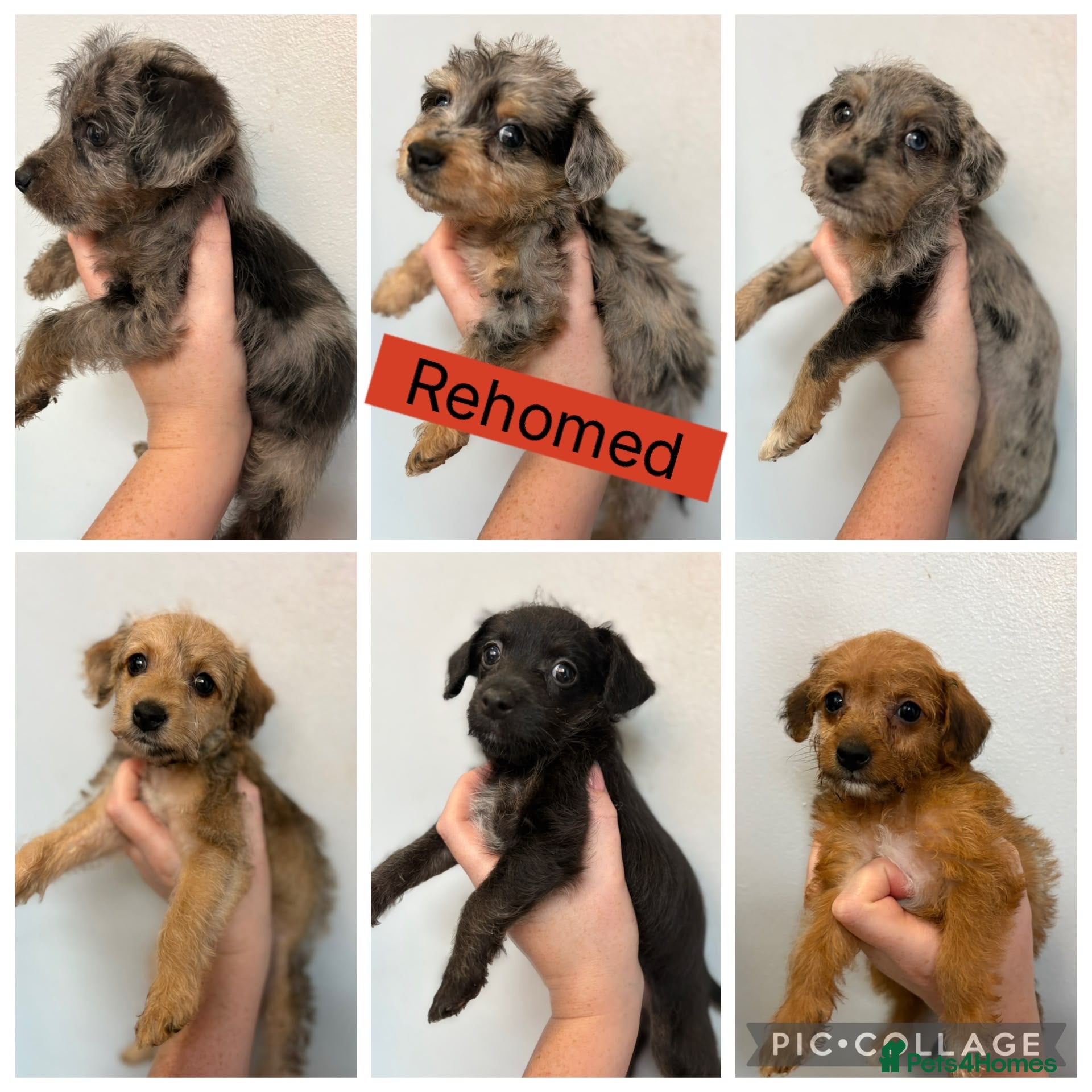 Jackapoo dogs Tiny Jackapoo’s *REDUCED ..READY NOW* - Advert 2