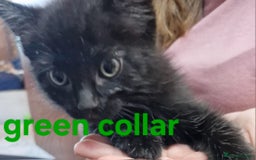 Mixed Breed cats for sale: Kittens  - Image 9
