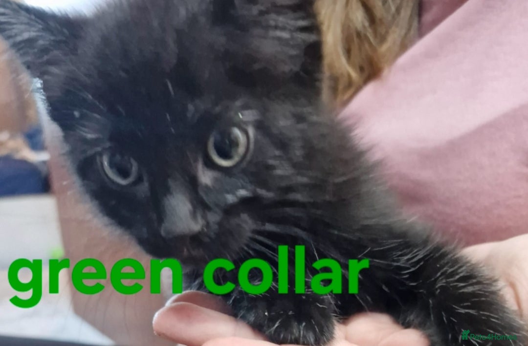 Mixed Breed cats for sale: Kittens  - Image 9