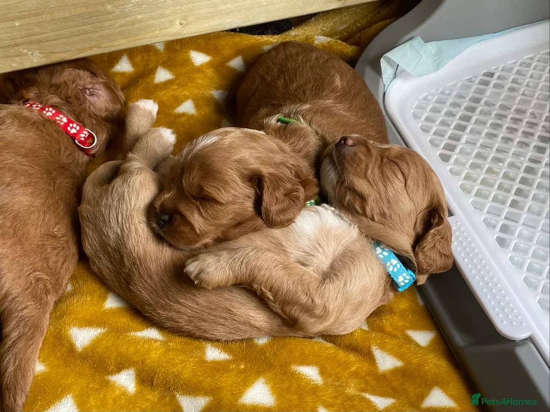 Mixed Breed dogs for sale: Beautiful Cavacockapoo puppies, only two left!  - Advert 26