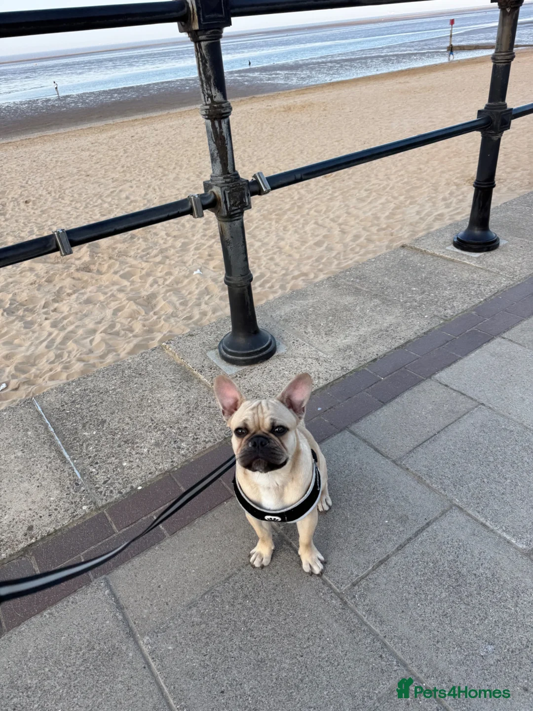 Frug dogs for sale: French Bulldog X Pug Frug 7 Months  - Advert 2