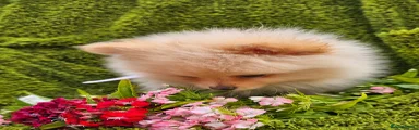 Pomeranian Puppy 3