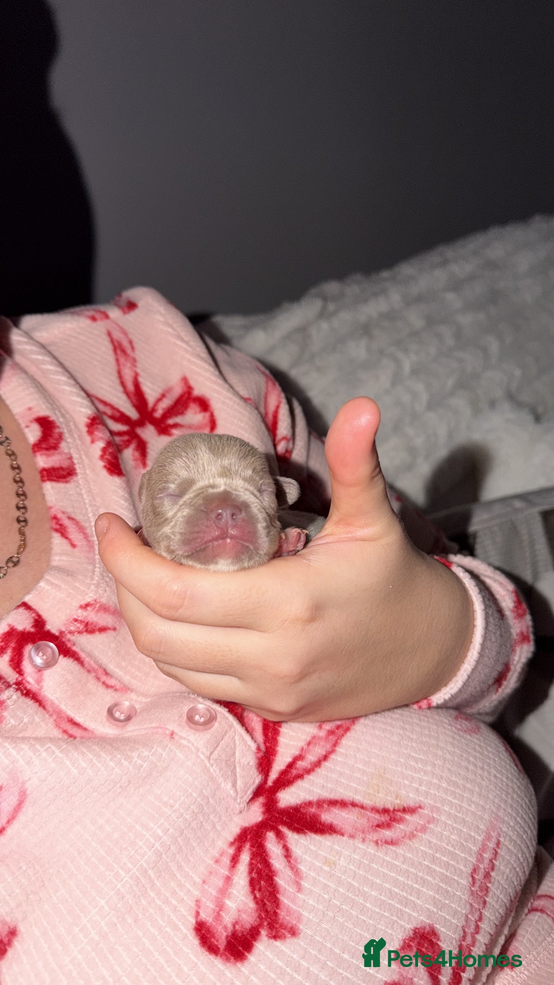 French Bulldog dogs for sale: Gorgeous Lilac, Pink Isabella, & Blue Frenchies - Advert 8