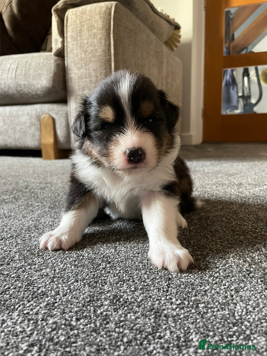 Australian Shepherd dogs for sale: Exceptional Australian Shepherd Puppies - Advert 9
