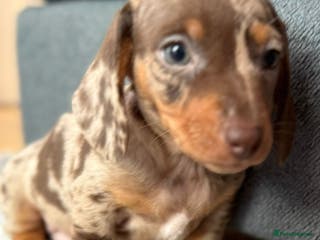 Dachshund dogs Gorgeous Dachshunds READY TO LEAVE TO A 5⭐️ HOME - Advert 1