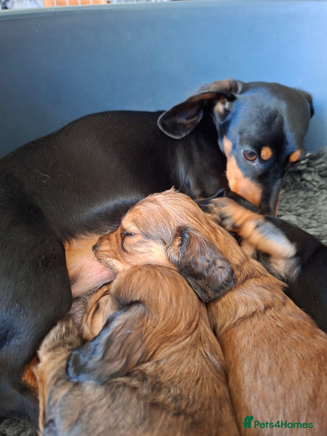 Miniature Dachshund dogs for sale: Long haired shaded cream miniature dachshunds  - Advert 5