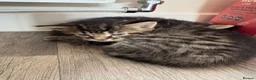 Mixed Breed cats for sale: 3 beautiful kittens  - Advert 8