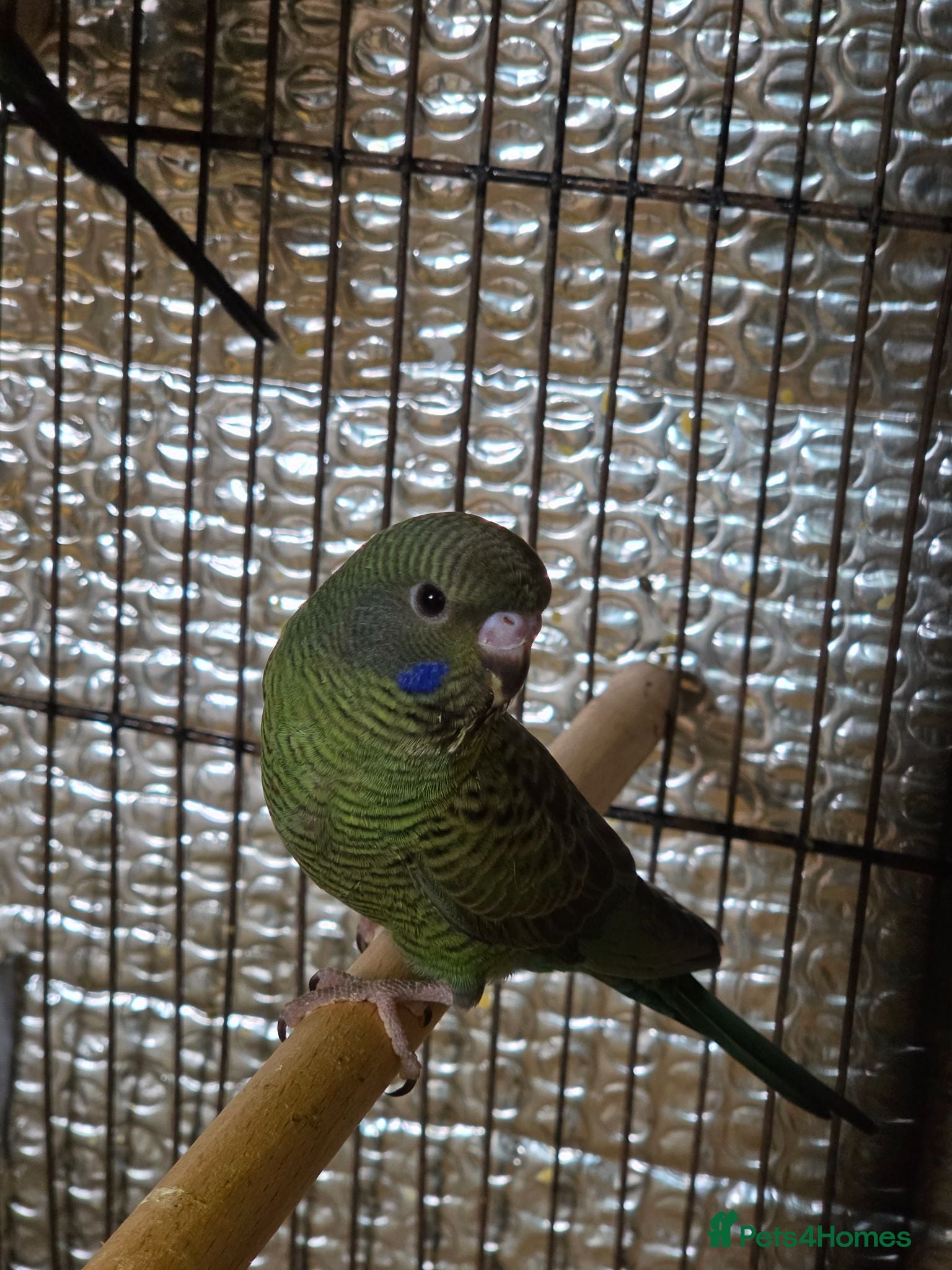 Budgerigars birds Beautiful bfbw budgies - Advert 3