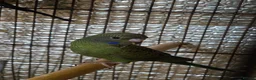 Budgerigars birds for sale: Beautiful bfbw budgies - Advert 1