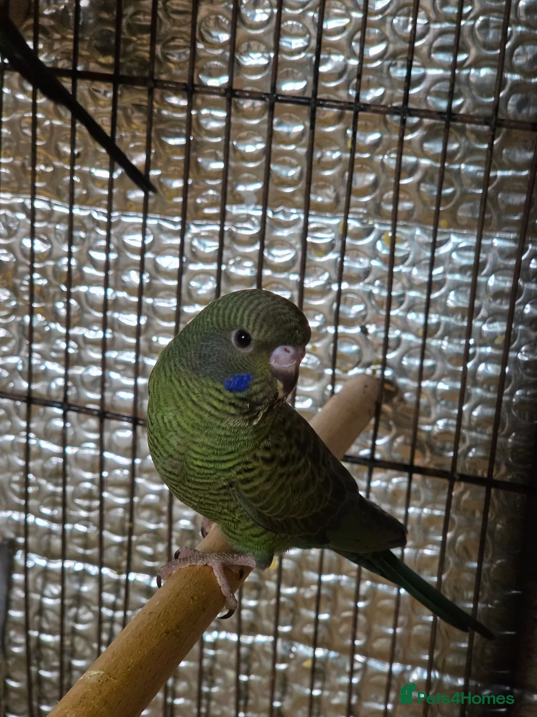 Budgerigars birds for sale: Beautiful bfbw budgies - Advert 1