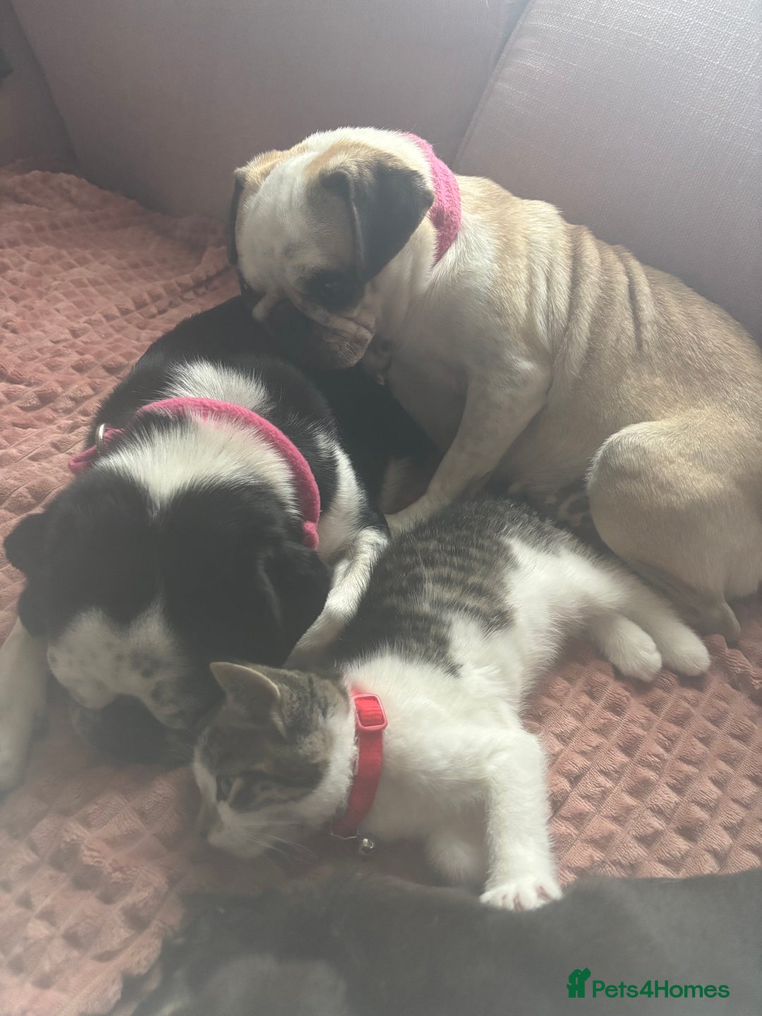 Pug dogs for sale: Beautiful panda pug  - Image 5