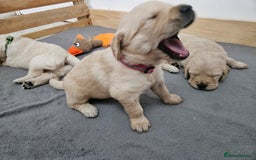 Golden Retriever dogs for sale: Golden retriever puppies - Image 28
