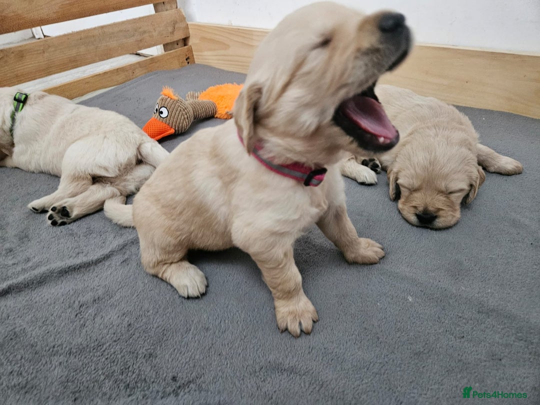 Golden Retriever dogs for sale: Golden retriever puppies - Image 28