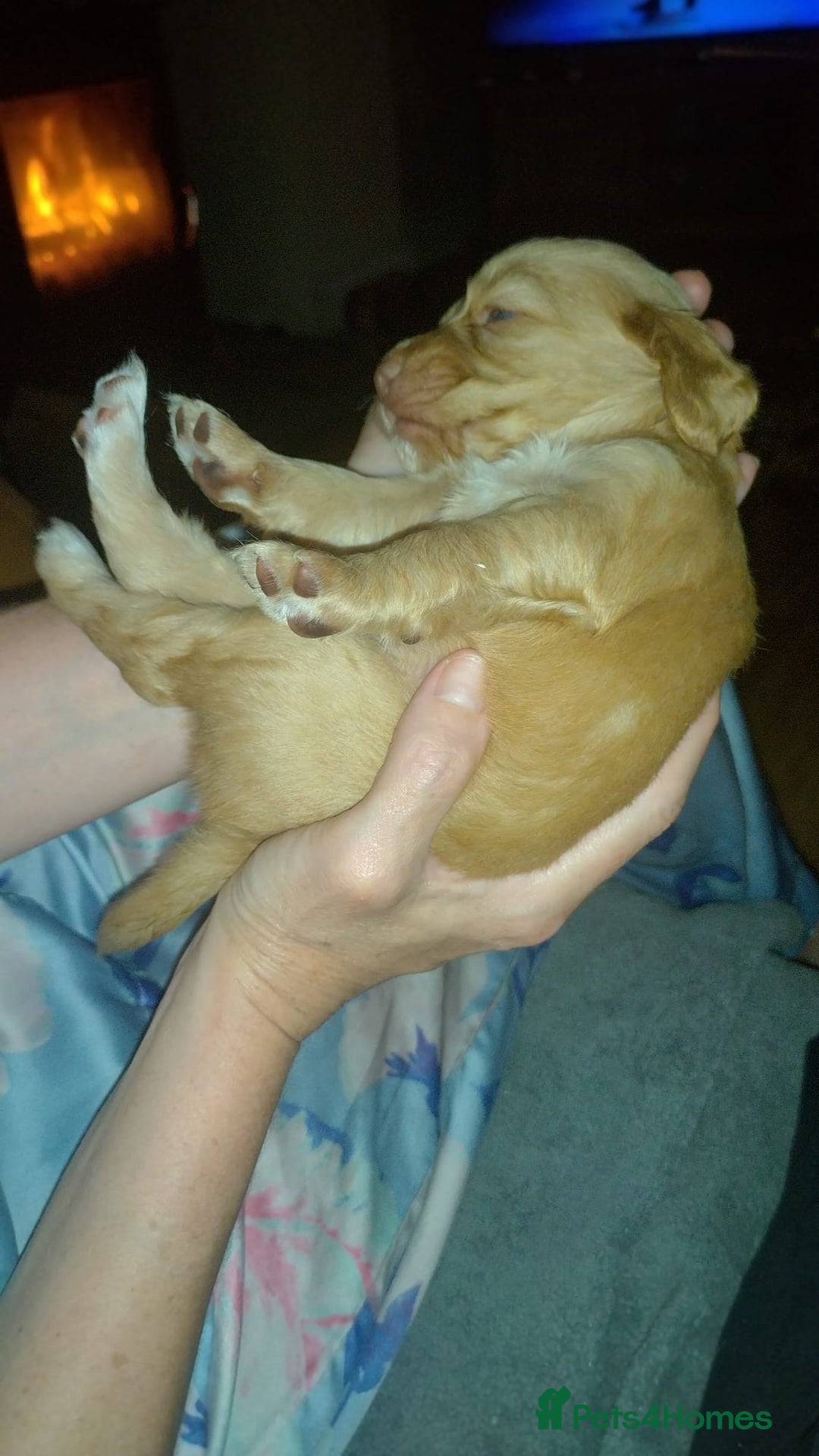 Cockapoo dogs for sale: F2 Cockapoo pups  - Image 14