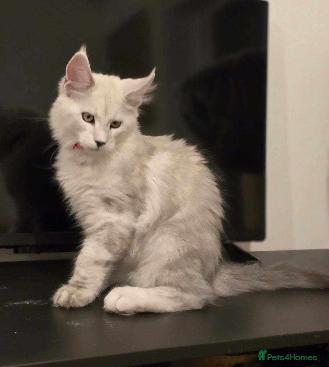 Maine Coon cats for sale: Large Silver Shaded Maine Coon kittens  - Image 4