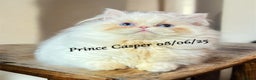 Munchkin cats for sale: Quality & Extremely Rare Persian Napoleon Minuets - Advert 2