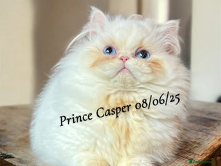 Munchkin cats Quality & Extremely Rare Persian Napoleon Minuets - Advert 1