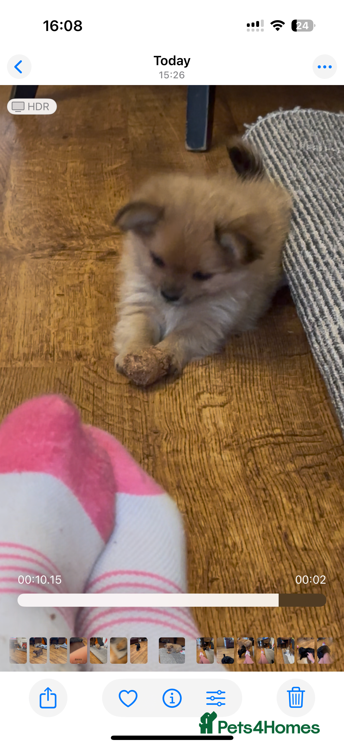 Pomchi dogs Tiny lively happy Pom  - Advert 5