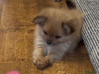 Pomchi dogs Tiny lively happy Pom - Advert 10
