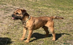 Border Terrier dogs for stud: Handsome Border Terrier Stud Dog - Image 1