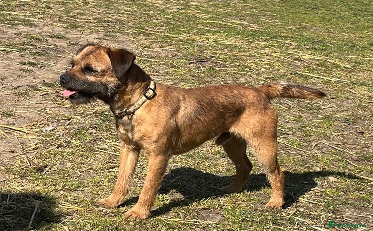 Border Terrier dogs - Advert 1