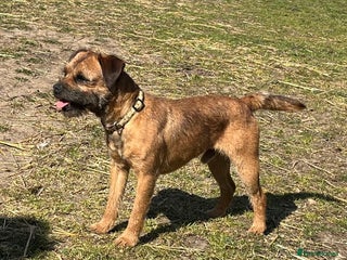 Border Terrier dogs - Advert 7