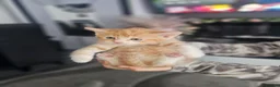 Mixed Breed cats for sale: Kittens - Advert 6