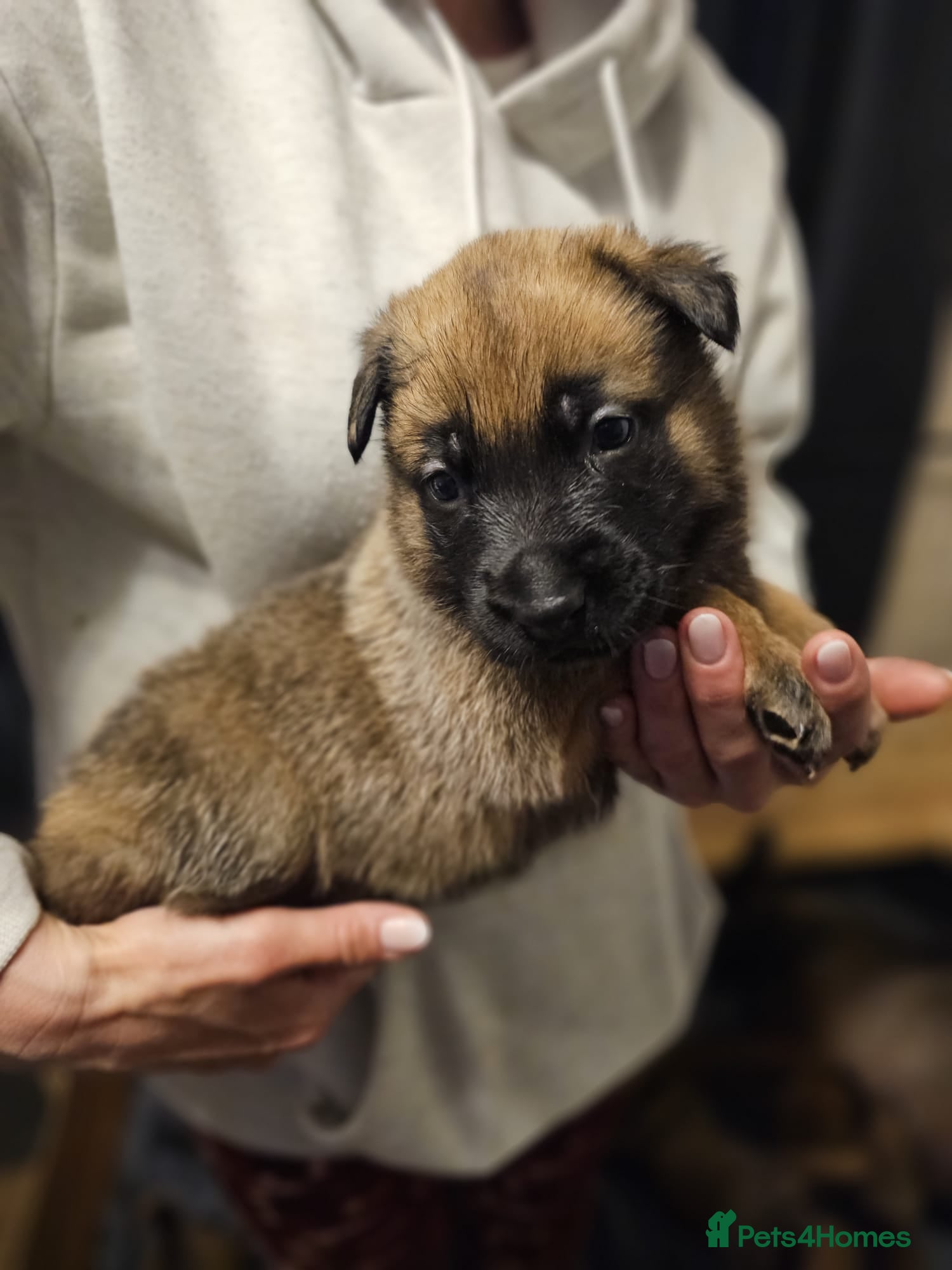 Belgian Shepherd Dog dogs for sale: Belgian Malinois Puppies for Sale (Working Line) - Advert 16