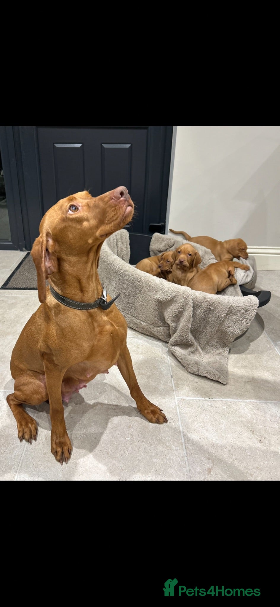 Hungarian Vizsla dogs Stunning KC Hungarian Viszlas - Advert 2