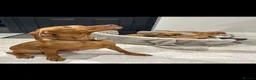 Hungarian Vizsla dogs for sale: Stunning KC Hungarian Viszlas - Advert 2
