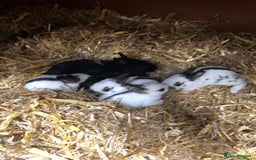 English Spot rabbits for sale: Baby English spot rabbits  in Wickford - Image 11