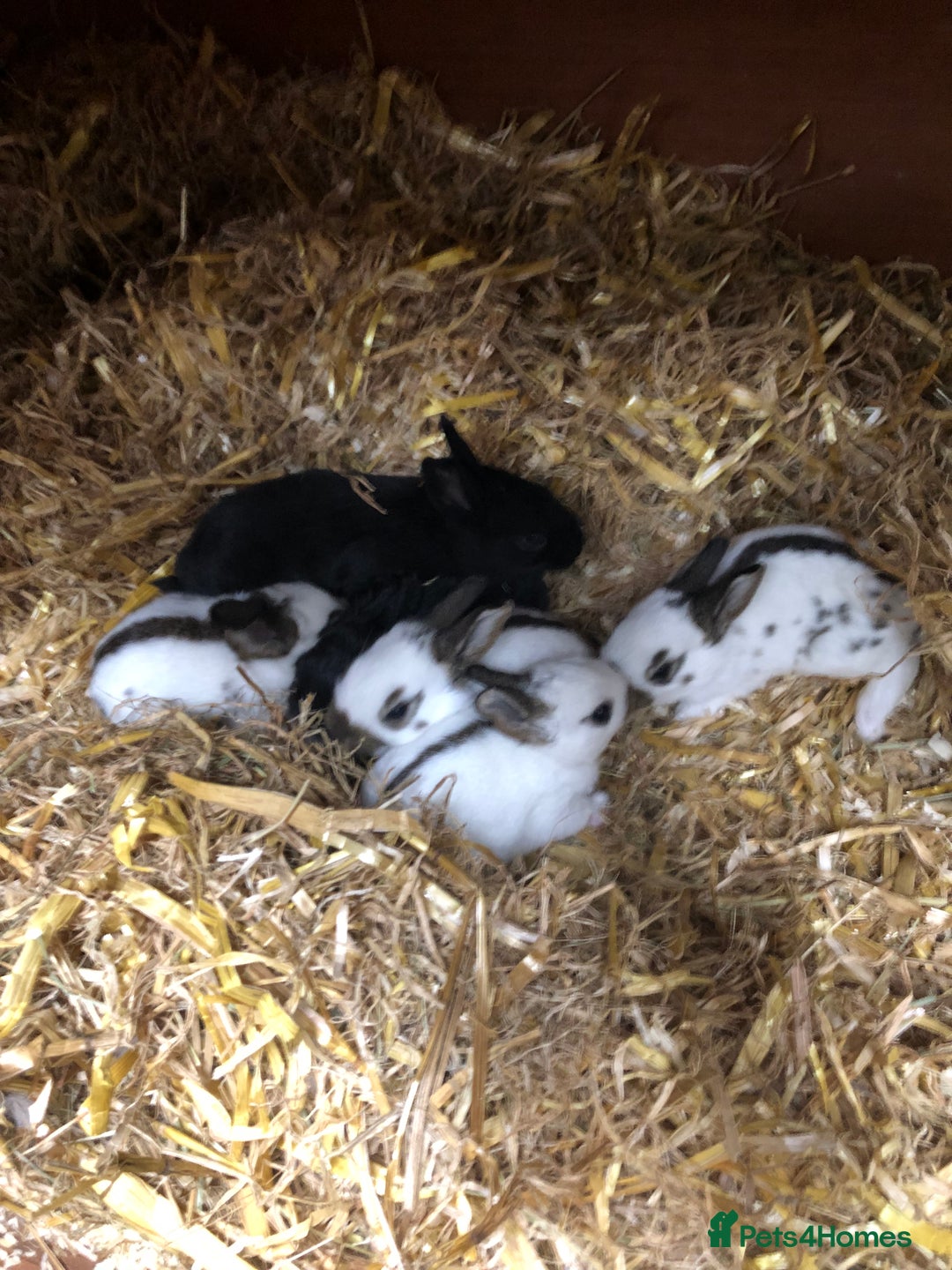 English Spot rabbits for sale: Baby English spot rabbits  in Wickford - Image 11