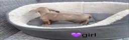 Miniature Dachshund dogs for sale: Beautiful dachshund babies  in Stafford - Advert 14