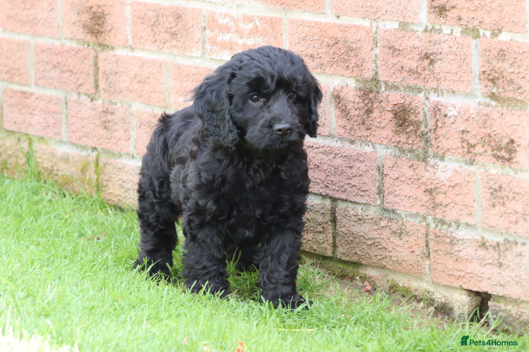 Cockapoo dogs F1 COCKAPOO PUPPIES FOR SALE - Advert 2