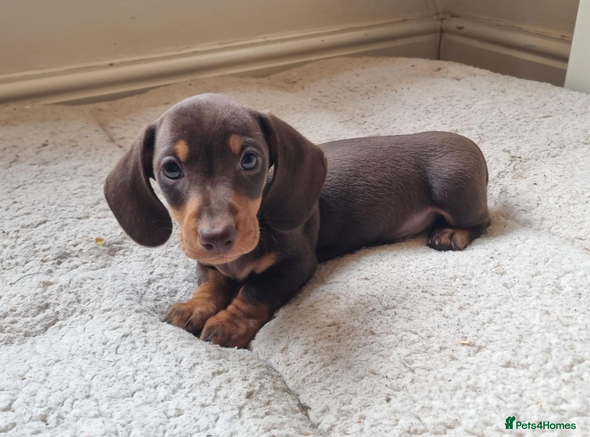 Miniature Dachshund dogs Gorgeous Chocolate & Tan PRA Clear Ready Now - Advert 2