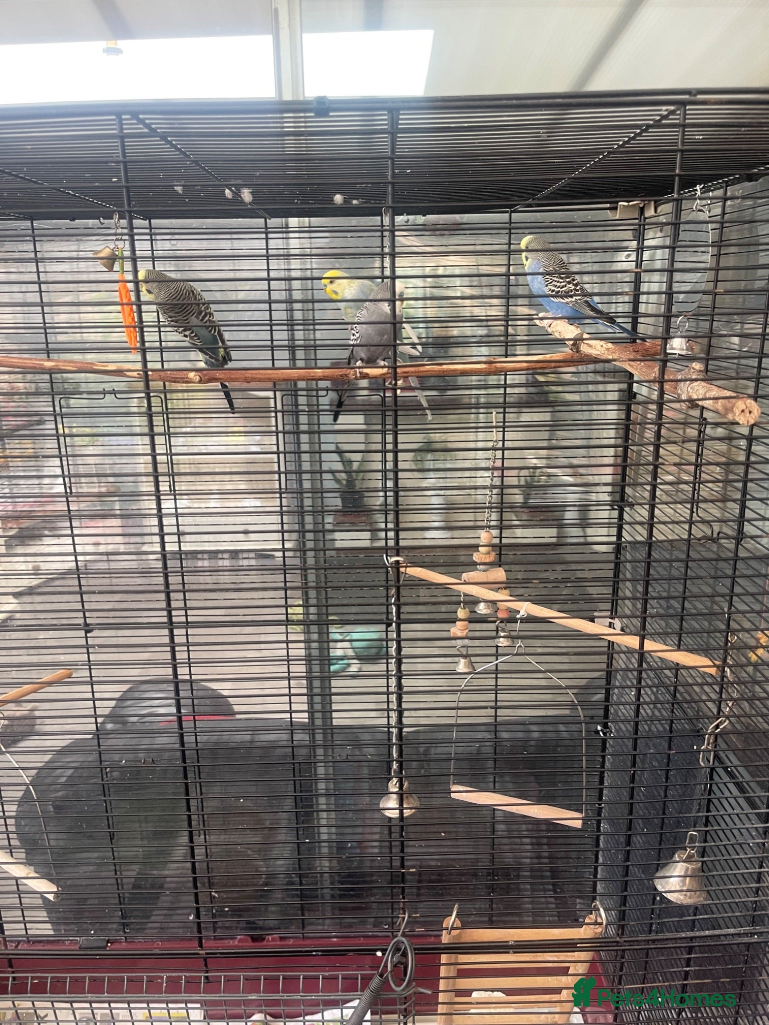 Budgerigars birds 4 budgirigards free to good home - Advert 16