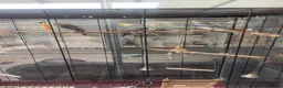 Budgerigars birds for sale: 4 budgirigards free to good home - Advert 1