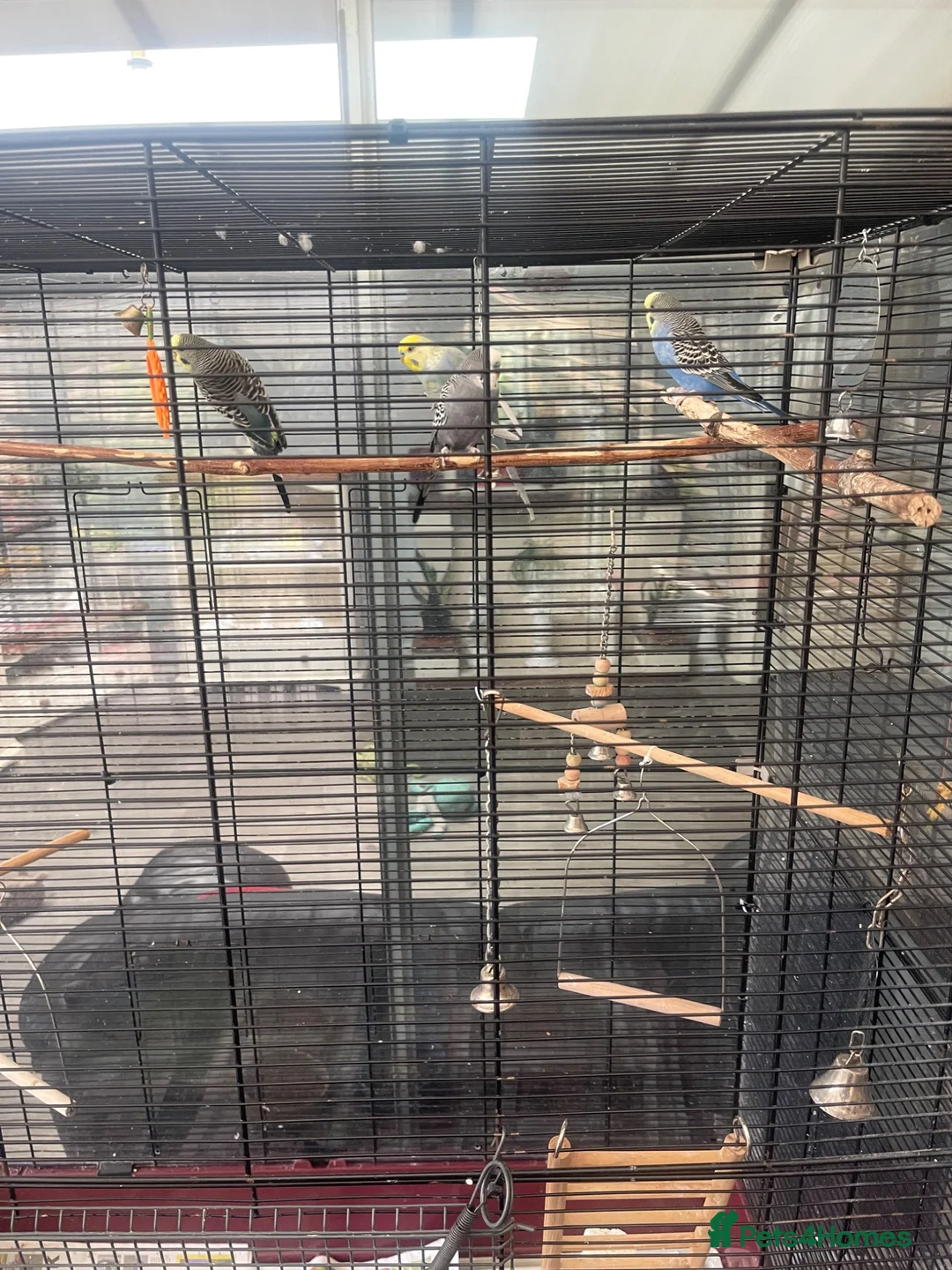 Budgerigars birds for sale: 4 budgirigards free to good home - Advert 1
