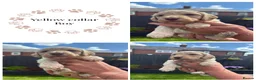 Cockapoo dogs for sale: Stunning Cockapoo Puppies looking for loving homes - Advert 19