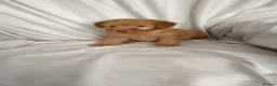 Toy Poodle dogs for sale: Toy poodle puppies  - Advert 3