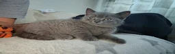 British Shorthair cats for sale: British shorthair kittens females  - Advert 6