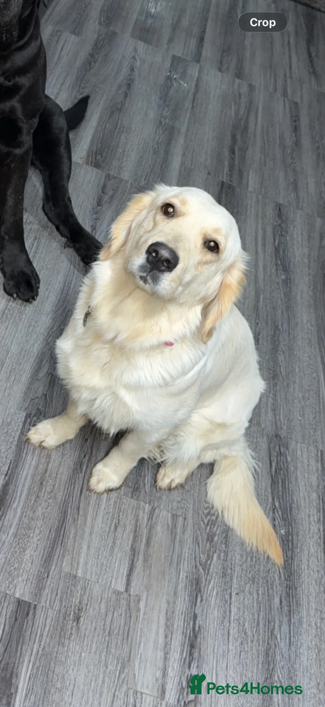 Golden Retriever dogs for sale: KC Registered Golden Retriever Girl - Advert 1