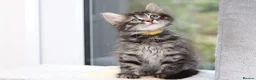 Mixed Breed cats for sale: 3 Lovely Kittens Ready to be Collected - Advert 23