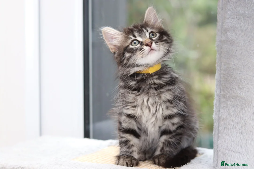 Mixed Breed cats for sale: 3 Lovely Kittens Ready to be Collected - Advert 23