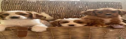 Cavapoo dogs for sale: Cavapoo puppies  - Advert 18