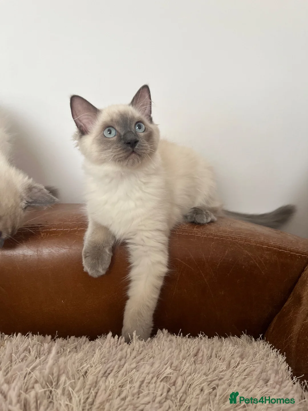 Ragdoll cats for sale: Ragdoll Kittens - Advert 1