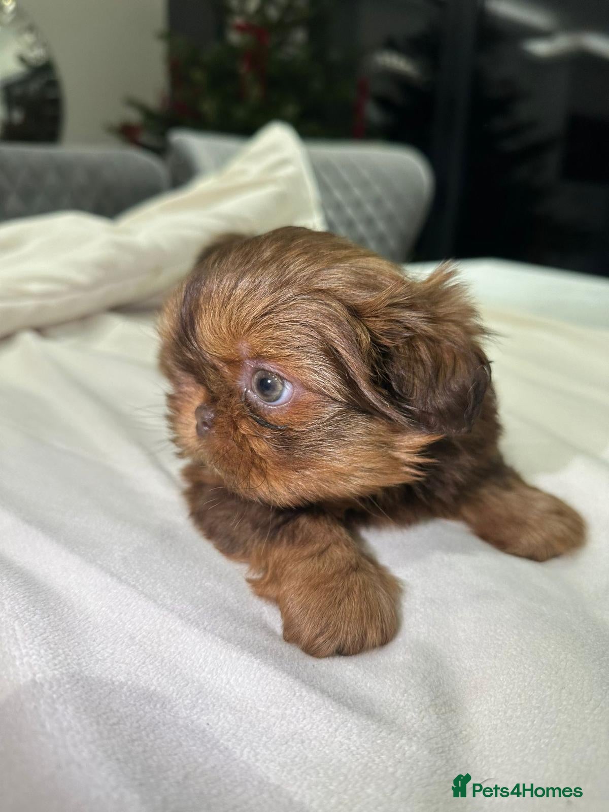 Shih Tzu dogs kC Imperial Shih tzu Ready now only 2 girls  left  - Advert 1