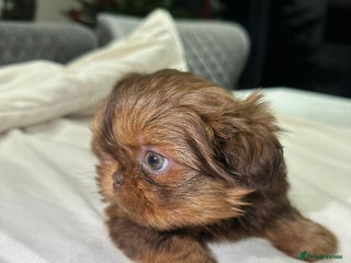 Shih Tzu dogs kC Imperial Shih tzu Ready now only 2 girls left - Advert 4