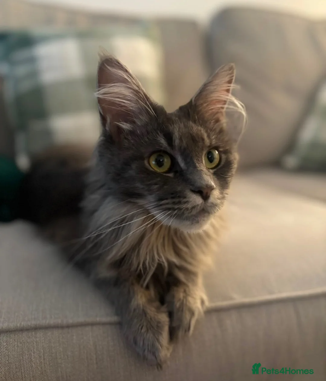 Maine Coon cats for sale: Beautiful TICA Registerered Maine Coon Girl - Advert 2