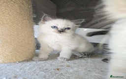 Ragdoll cats for sale: 3 beautiful girls left - Image 3